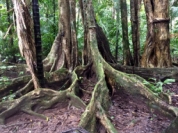 Buttress root trees