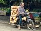 Mature coconuts