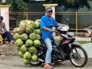 Green coconuts coming to market